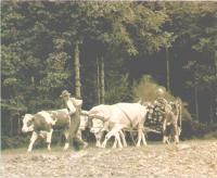 kuhgespann_bis1965-web.JPG